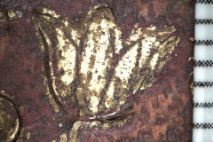 Tulipánbélyegző (10x-s nagyítású mikroszkópos felvétel)