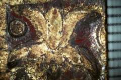 Tulipán (10x-es nagyítású mikroszkópos felvétel)