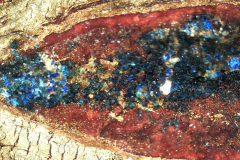 A korona bélésének kék festése a mikroszkópos felvételen