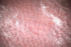 A kecskebőr borítás mikroszkópos képe (10x-s nagyítás)